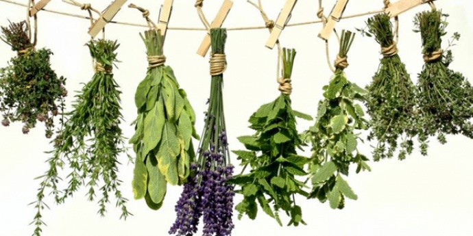 Ljekovito bilje - Božja apoteka