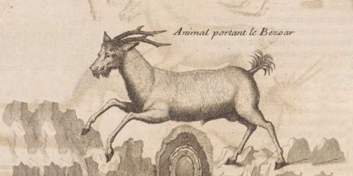 BEZOAR - čudotvorni lijek iscjelitelja, vračeva i čarobnjaka