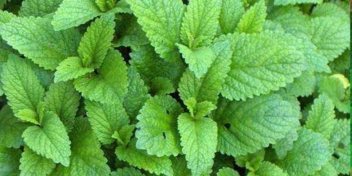 Matičnjak - biljka koja vraća radost življenja