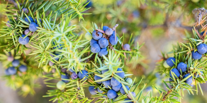 BOROVICA - ubija bakterije urinarnog trakta
