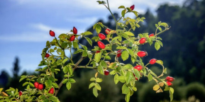 ŠIPAK jedna od najljekovitijih biljaka svijeta