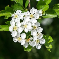 GLOG lat.Crataegus – čuvar našeg srca i jedini lijek protiv starenja