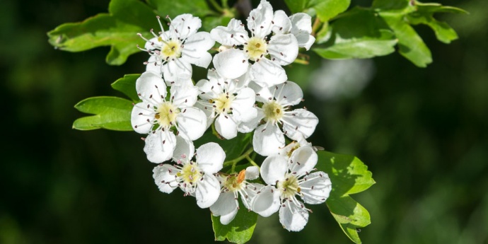 GLOG lat.Crataegus – čuvar našeg srca i jedini lijek protiv starenja