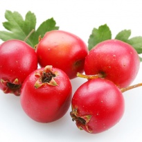 Glog - liječi sve bolesti srca