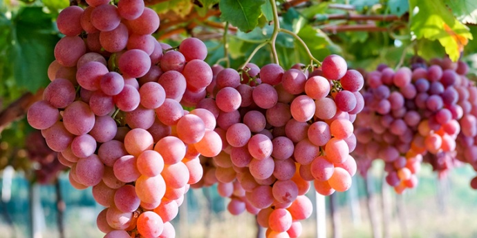 GROŽĐE - BIBLIJSKI LIJEK - Znate li zašto bi svaki dan trebali piti vino i jesti grožđe?