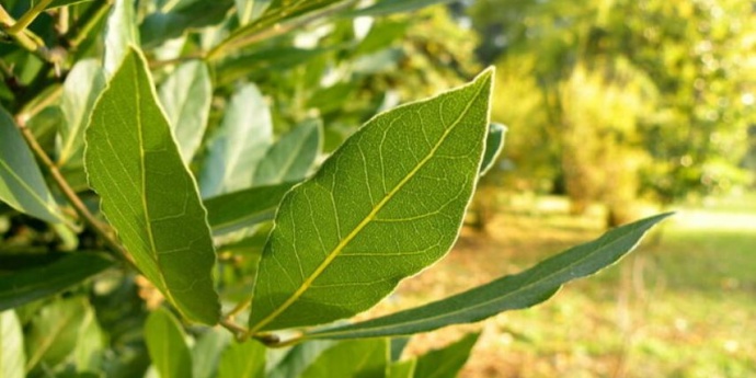 Čaj od lovora: Hitna pomoć kod nesnosnog kašlja