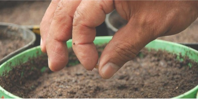Ruski doktor savjetuje: iscijelite svaku bolest prebacivanjem u zemlju sa sjemenom 