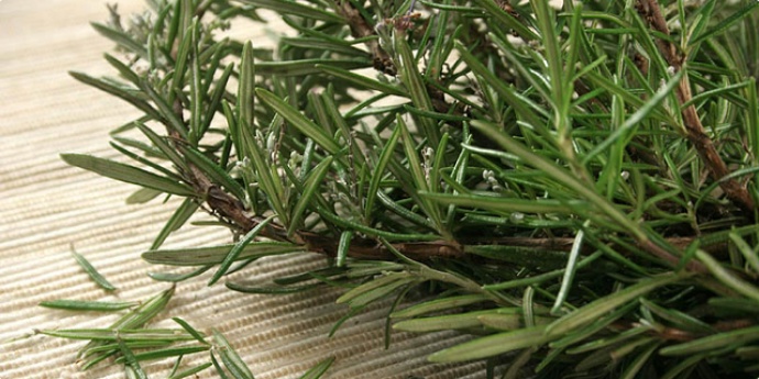 Ružmarin - začin, lijek i simbol vjernosti , čuva mozak i duh osobe