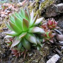 Čuvarkuća - najbolji prirodni lijek za uhobolju