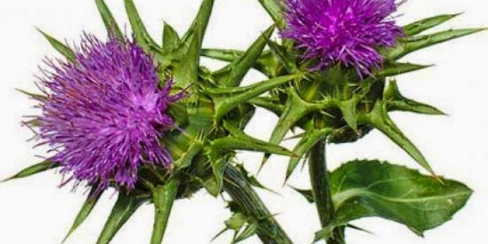 Sikavica - čuvarica vaše jetre