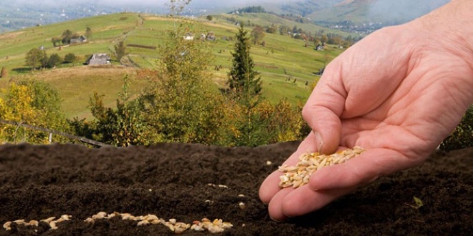 Sjeme koje sami posadite je VAŠ NAJBOLJI LIJEČNIK