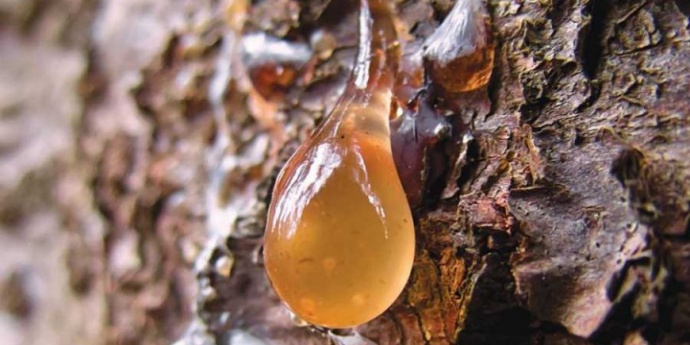 Borova smola – Zašto je toliko cijenjena i kako se sakuplja