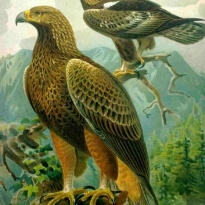 Orlovi ne mogu biti vrane