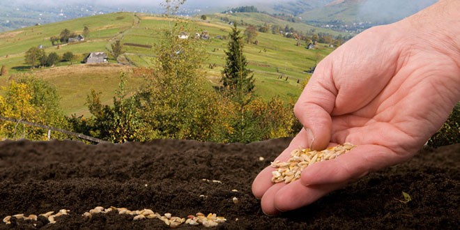 Sjeme i sadnja biljaka