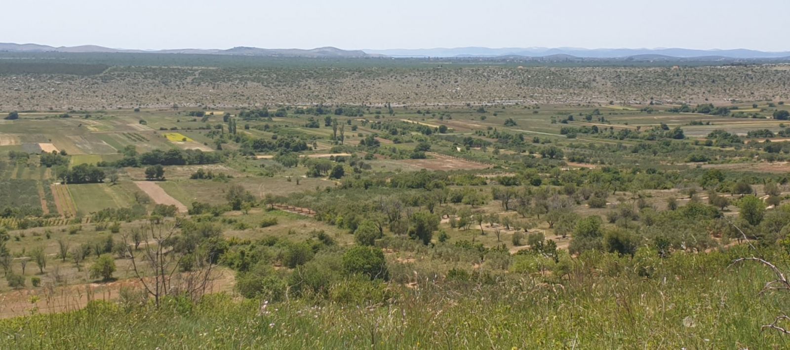 Asseria plodno polje
