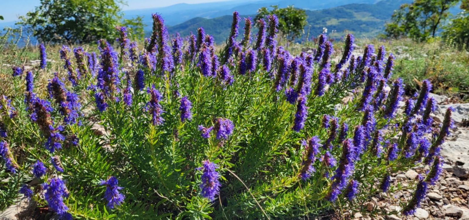 MILODUH IZOP LIJEK ZA DUŠU